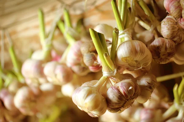 Ajo fresco en racimo — Foto de Stock