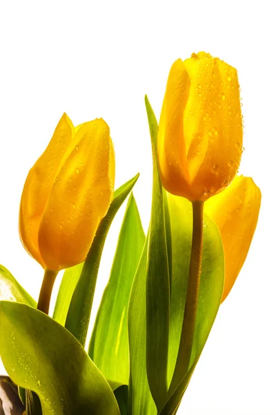 Three yellow spring tulips — Stock Photo, Image