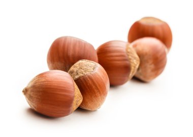 Taze kahverengi fındık