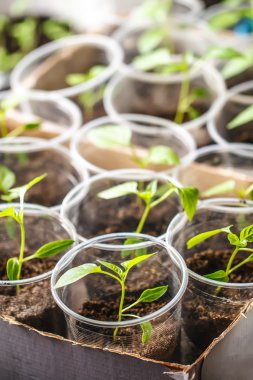 Yeşil fide yakın çekim