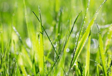 Blade of grass in morning dew