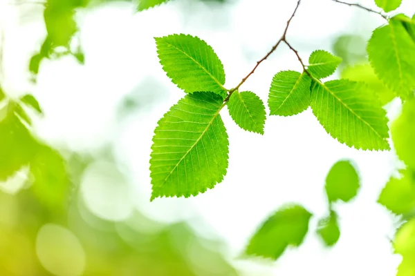 Young green leaves in summer morning — Stock Photo, Image