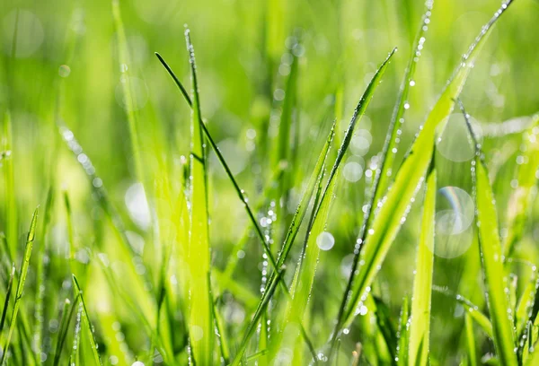 Blade of grass in morning dew — Stock Photo, Image