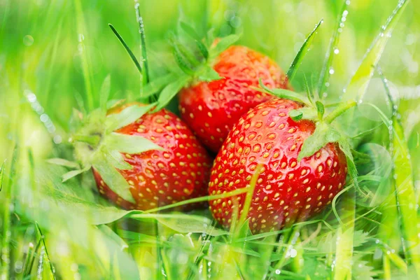 Ripe strawberries on green grass — Stock Photo, Image