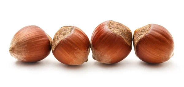 Fresh brown hazelnuts — Stock Photo, Image