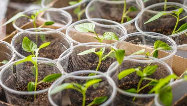 Green seedling — Stock Photo, Image