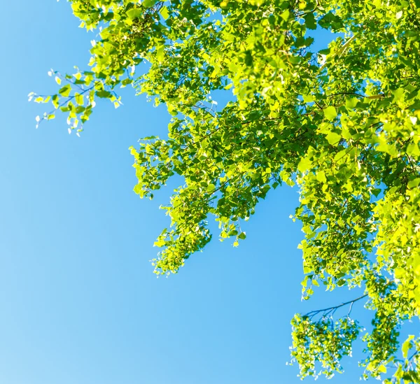 Young green leaves in summer morning — Stock Photo, Image