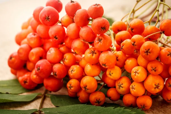 Red ashberry bunch — Stock Photo, Image
