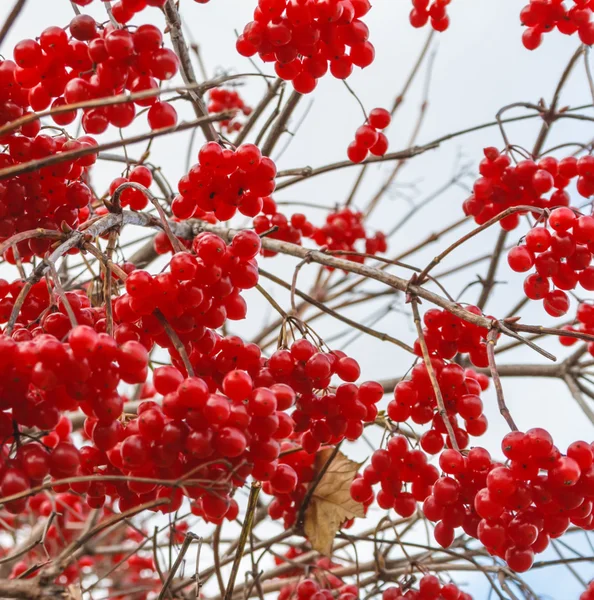 Viburnum berries in autumn — Stock Photo, Image