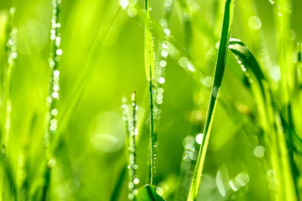 Blade of grass in morning dew — Stock Photo, Image