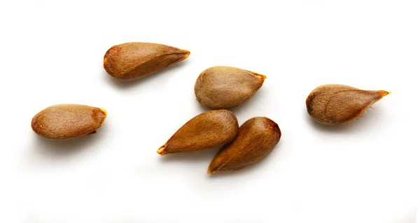 Suché jablko semen — Stock fotografie