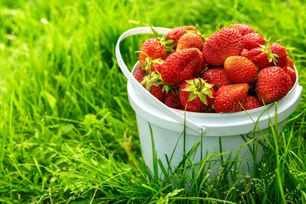 Mogna jordgubbar i korg — Stockfoto