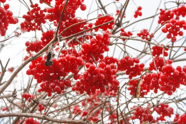 Bayas de Viburnum en otoño Imágenes de stock libres de derechos