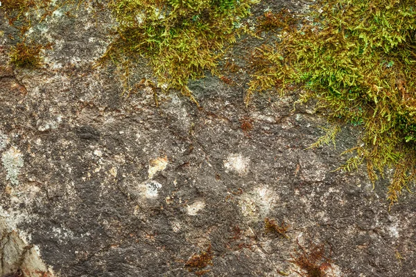 Green moss with dry soil — Stock Photo, Image