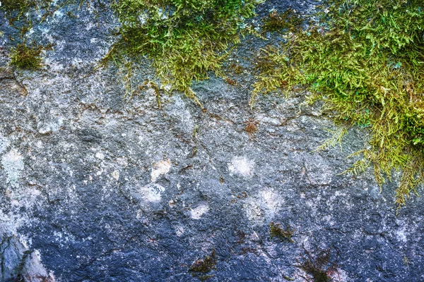 Grünes Moos mit trockenem Boden — Stockfoto