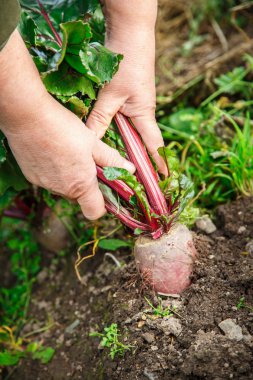 Eller genç pancar sürükleme