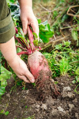 Eller genç pancar sürükleme