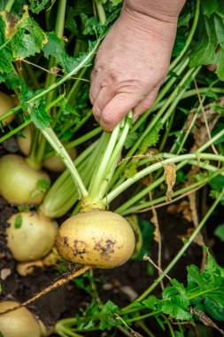 Genç şalgam sürükleyerek el