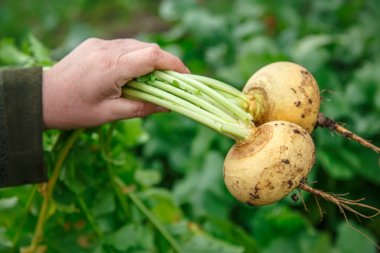 Hand dragging young turnips clipart