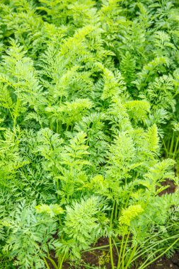 Havuç tops büyüyen yeşil