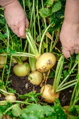 Eller genç şalgam sürükleme