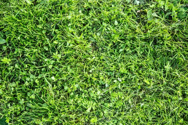 Erba verde erba sfondo — Foto Stock