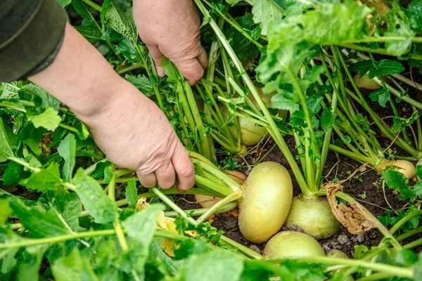 Manos arrastrando nabos jóvenes — Foto de Stock