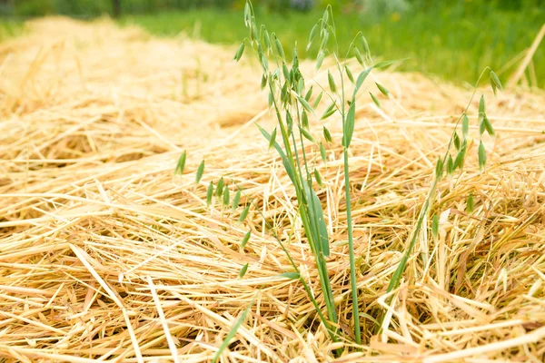 Oats field of green reeds — Stock Photo, Image