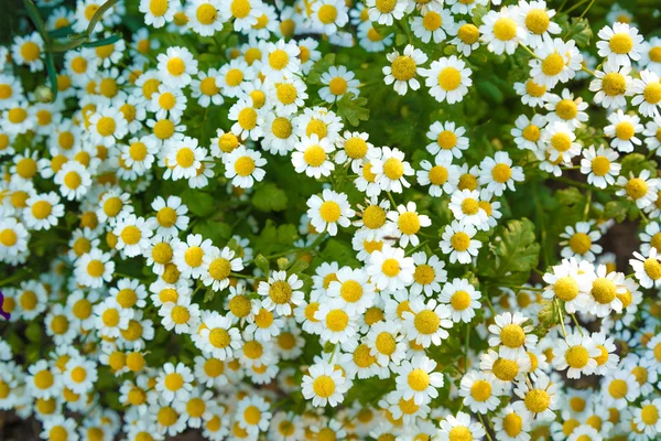 Camomilas no campo de verão — Fotografia de Stock