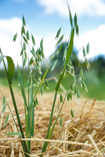 Haver veld van groene riet — Stockfoto