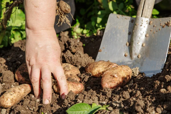 Frische Kartoffeln ausgraben — Stockfoto