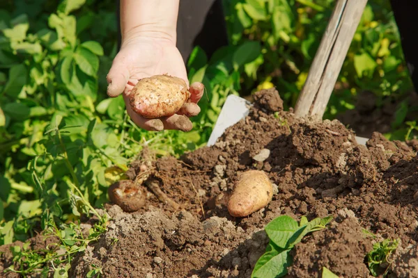 Menggali kentang segar — Stok Foto