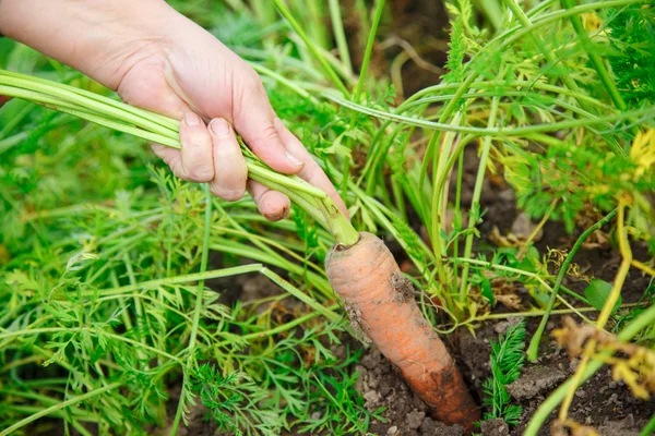 Hand att dra unga morot — Stockfoto