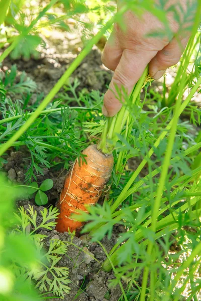 Tangan menarik wortel organik — Stok Foto