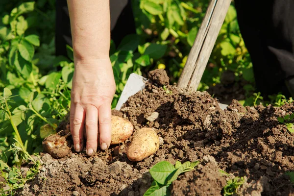 Frische Kartoffeln ausgraben — Stockfoto