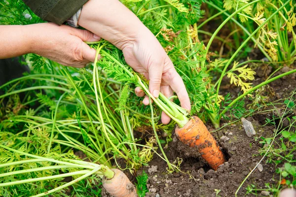 Руки тащат молодую морковку — стоковое фото