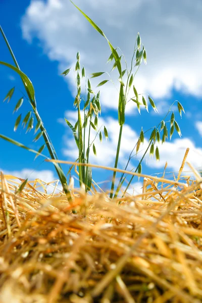 Haver veld van groene riet — Stockfoto