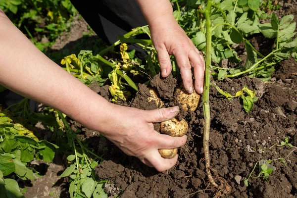 Manos cosechando papas orgánicas frescas — Foto de Stock