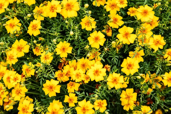 Κίτρινο marigolds closeup — Φωτογραφία Αρχείου