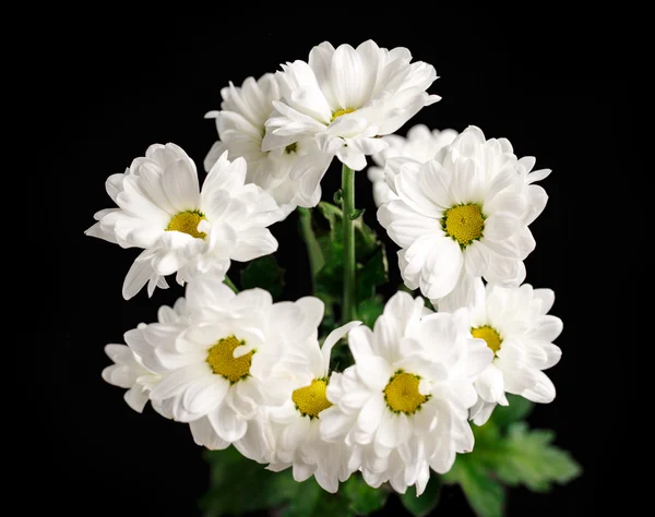 Weiße Gänseblümchen auf schwarz — Stockfoto