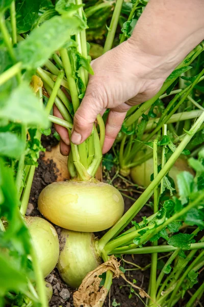 Mano arrastrando nabos jóvenes — Foto de Stock