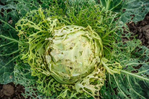 Damaged head of cabbage — Stock Photo, Image