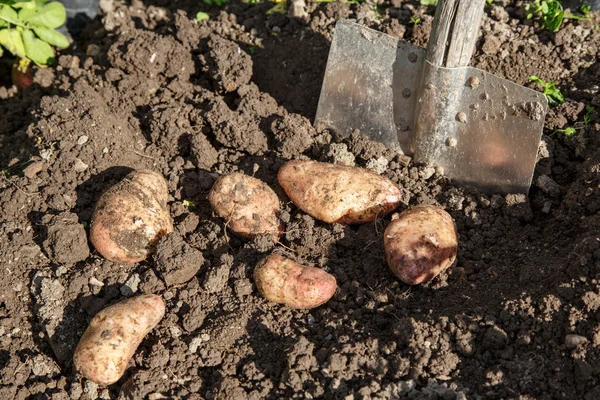 挖新鲜土豆 — 图库照片