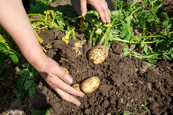 A desenterrar batatas frescas — Fotografia de Stock