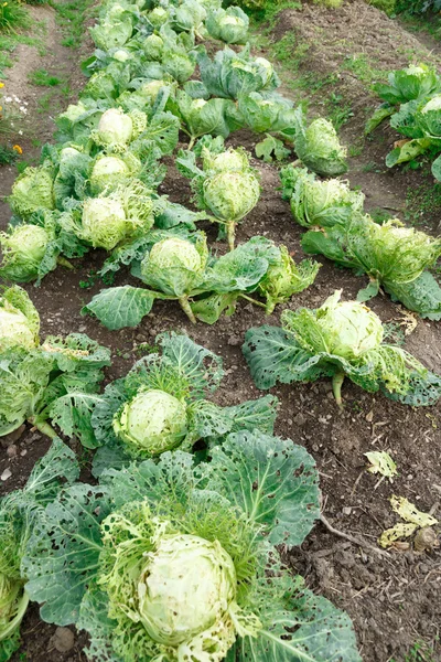 Cabbage damaged by caterpillars — Stock Photo, Image
