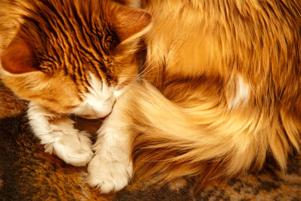 眠っている赤い猫 — ストック写真