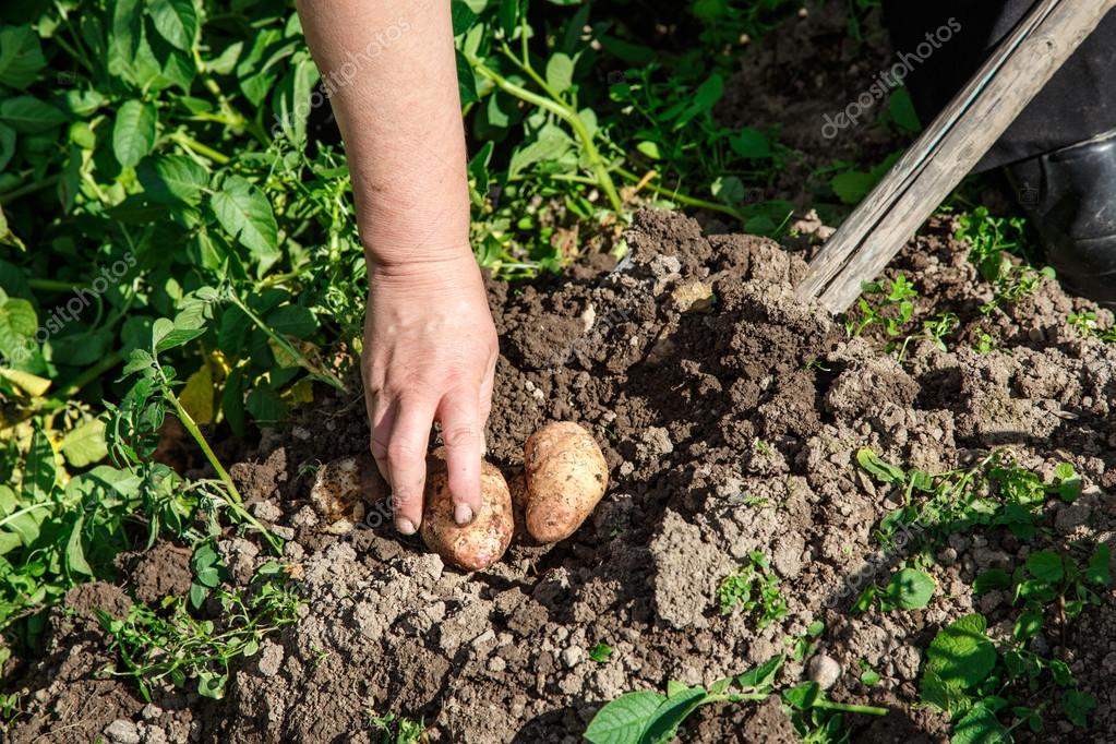 лопата и картошка фото. сонник копать землю. во сне копать картошку крупную к чему. сонник копать картофель. снится картошка садим и выкапывают.