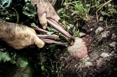 Genç pancar sürükleyerek el