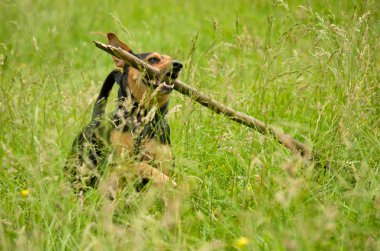 Bir yeşil çayırlarda çalışan köpek.