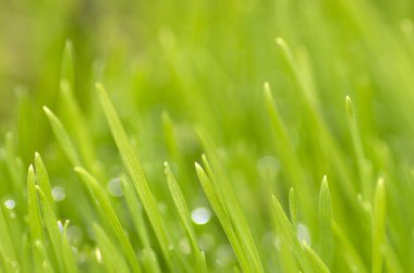 Taze ve sulu bahar çimenleri ve çiğ damlaları.